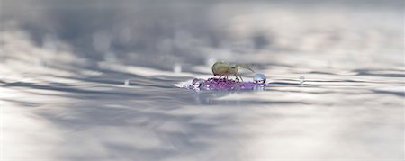 Spider floating on debris in water Photographie de stock - Premium Libres de Droits, Code: 633-08151093