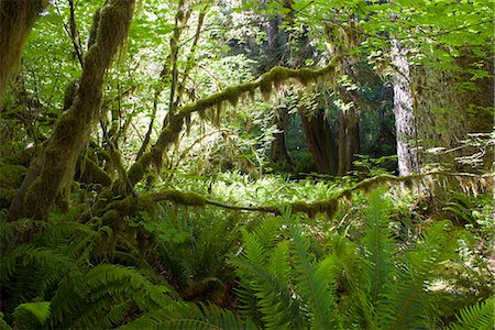 Lush foliage and moss covered trees in Olympic National Park, Washington, USA Foto de stock - Sin royalties Premium, Código: 633-08482107