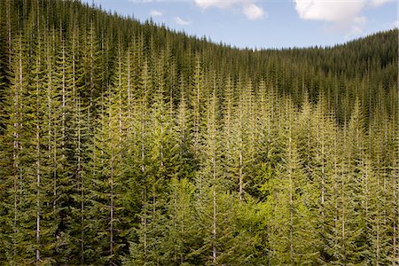 pacific northwest - Evergreen forest, Washington, USA Stock Photo - Premium Royalty-Free, Code: 633-08639019