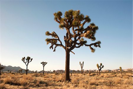 spike - Joshua tree (Yucca brevifolia) growing in Joshua Tree National Park, California, USA Stock Photo - Premium Royalty-Free, Code: 633-08726250