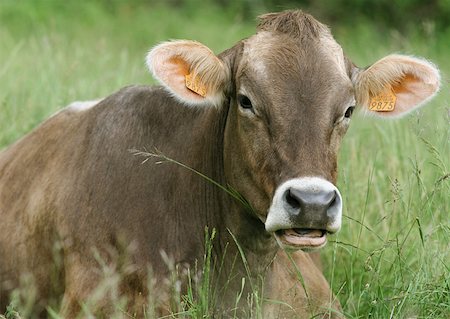 Brown swiss cow lying in grass Foto de stock - Sin royalties Premium, Código: 633-01274086