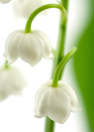 simsearch:633-01272536,k - Lily of the valley, close-up Stock Photo - Premium Royalty-Free, Code: 633-01274100