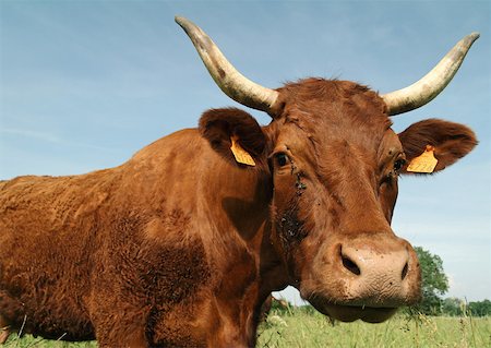 Cow, looking at camera Foto de stock - Sin royalties Premium, Código: 633-01274101