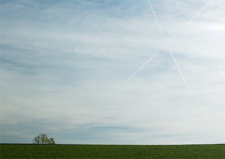 fresh air background - Sky with vapor trails forming "X" and tree in distance Stock Photo - Premium Royalty-Free, Code: 633-01274205