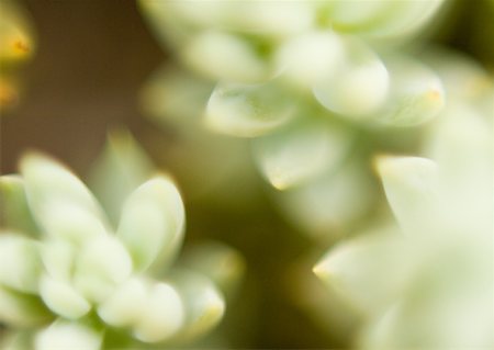 sedum - Sedum, extreme close-up Stock Photo - Premium Royalty-Free, Code: 633-01274666