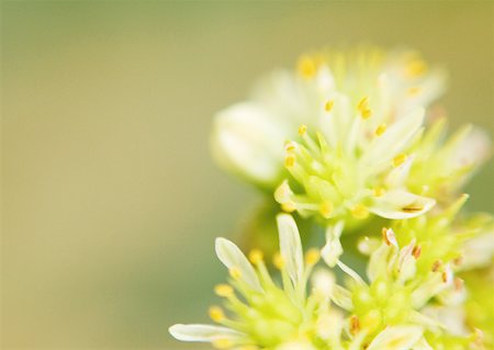 sedum - Sedum flowers, extreme close-up Stock Photo - Premium Royalty-Free, Code: 633-01274677