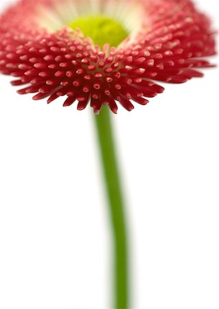 simsearch:633-01272536,k - Pink daisy, close-up Stock Photo - Premium Royalty-Free, Code: 633-01274689