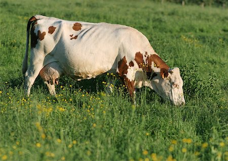 Cow grazing in pasture Stock Photo - Premium Royalty-Free, Code: 633-01274727