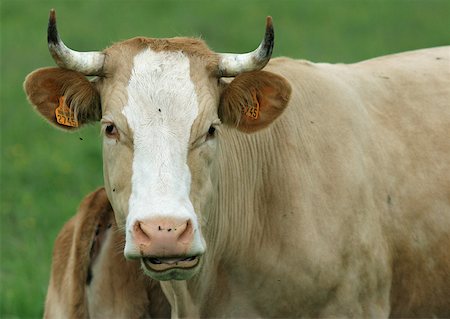 Cow Foto de stock - Sin royalties Premium, Código: 633-01274732