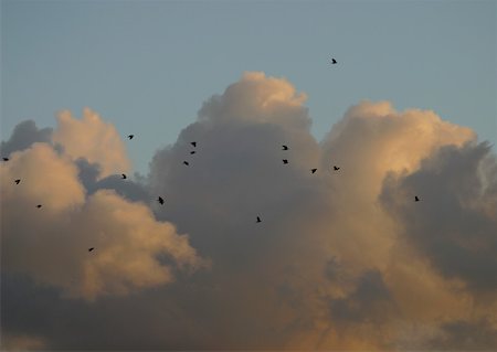 Birds flying in sky, clouds in background Stock Photo - Premium Royalty-Free, Code: 633-01274811