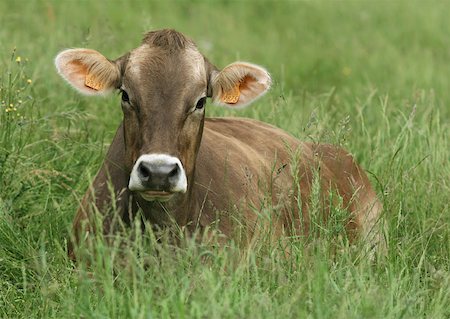 Brown swiss cow lying in grass Stock Photo - Premium Royalty-Free, Code: 633-01274865