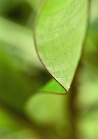 Leaf, extreme close-up Stock Photo - Premium Royalty-Free, Code: 633-01274973