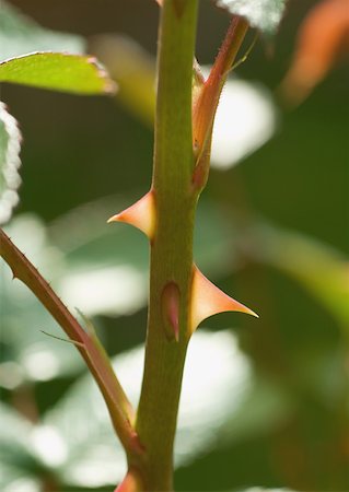 simsearch:633-01272536,k - Thorns on rose stem, extreme close-up Stock Photo - Premium Royalty-Free, Code: 633-01272137