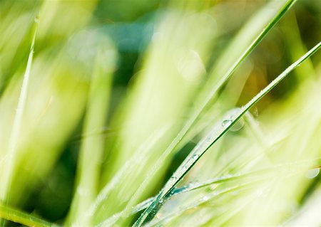 simsearch:633-01272536,k - Dew on blades of grass, extreme close-up Stock Photo - Premium Royalty-Free, Code: 633-01272262