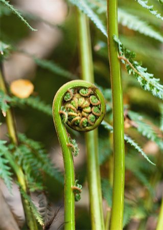 Fern fiddlehead Stock Photo - Premium Royalty-Free, Code: 633-01272799