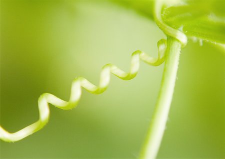 simsearch:633-01272536,k - Plant tendril, extreme close-up Stock Photo - Premium Royalty-Free, Code: 633-01273123