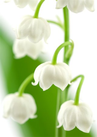 simsearch:633-01272536,k - Lily of the valley Stock Photo - Premium Royalty-Free, Code: 633-01273146
