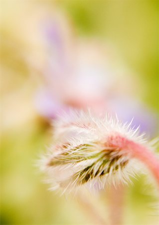 simsearch:633-01272536,k - Flower bud, extreme close-up Stock Photo - Premium Royalty-Free, Code: 633-01273274