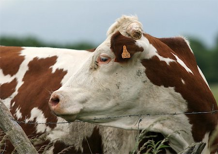 Montbeliard cow Stock Photo - Premium Royalty-Free, Code: 633-01273394