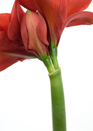 simsearch:633-01272536,k - Amaryllis flower, close-up Stock Photo - Premium Royalty-Free, Code: 633-01273426