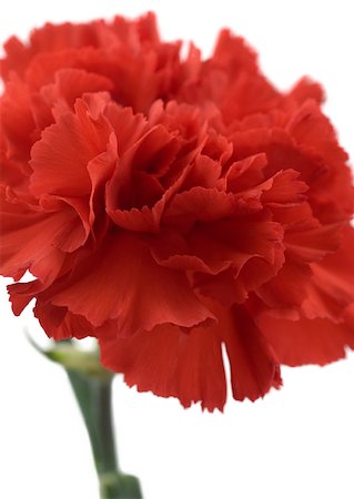 ruffle (gathered pleats) - Red carnation, close-up Stock Photo - Premium Royalty-Free, Code: 633-01273513