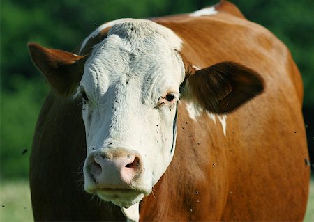 Cow Stock Photo - Premium Royalty-Free, Code: 633-01273530