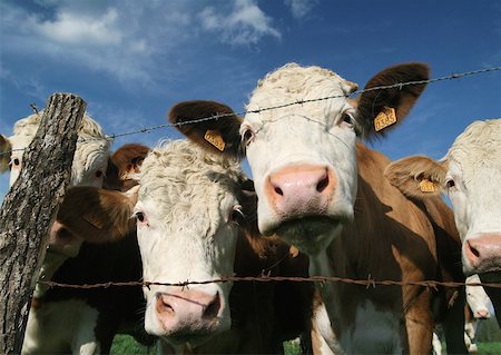 Cows looking through barbed wire fence, close-up Stock Photo - Premium Royalty-Free, Code: 633-01273591