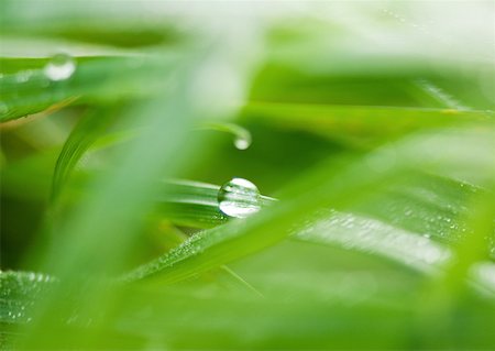 Dew drops on blades of grass, extreme close-up Stock Photo - Premium Royalty-Free, Code: 633-01273628