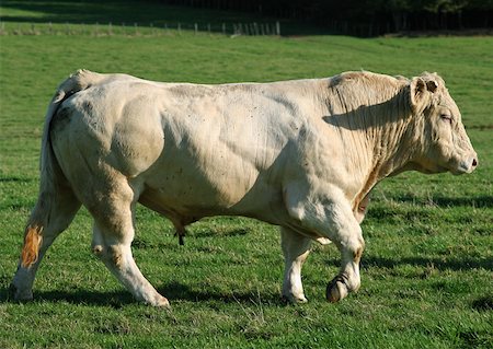 Charolais cow, full length, side view Stock Photo - Premium Royalty-Free, Code: 633-01273815