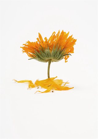 Marigold flower and petals Foto de stock - Sin royalties Premium, Código: 633-01273836