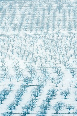 simsearch:633-01715488,k - Orchards in snow, full frame Stock Photo - Premium Royalty-Free, Code: 633-01574001