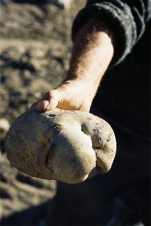 potato field - Man holding out large potato Stock Photo - Premium Royalty-Free, Code: 633-01574258