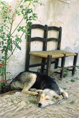 Dog sleeping on patio Stock Photo - Premium Royalty-Free, Code: 633-01572437