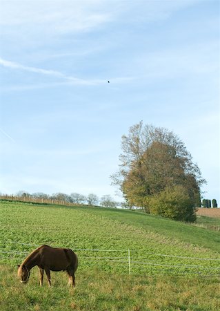 Horse grazing in green pasture Stock Photo - Premium Royalty-Free, Code: 633-01572545