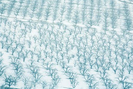 simsearch:633-01715488,k - Switzerland, snow-covered orchards, full frame Stock Photo - Premium Royalty-Free, Code: 633-01573020