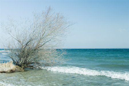 simsearch:633-06322603,k - Uprooted tree in surf Stock Photo - Premium Royalty-Free, Code: 633-01573064