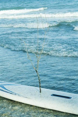 surfboard close up - Sapling emerging from surfboard lying in surf Stock Photo - Premium Royalty-Free, Code: 633-01573076