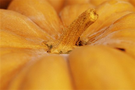 pumpkin on stalk - Pumpkin, extreme close-up Stock Photo - Premium Royalty-Free, Code: 633-01573518