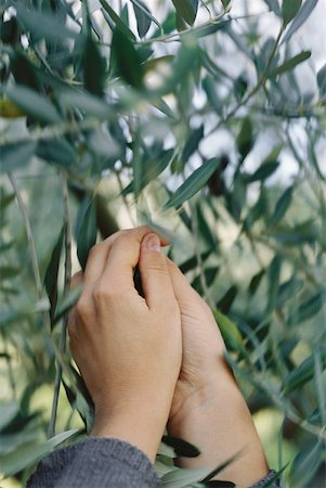 simsearch:649-07238535,k - Hands pulling olives from tree, close-up Stock Photo - Premium Royalty-Free, Code: 633-01573510