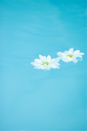 simsearch:614-05955439,k - Daisies floating on surface of water Stock Photo - Premium Royalty-Free, Code: 633-01573897