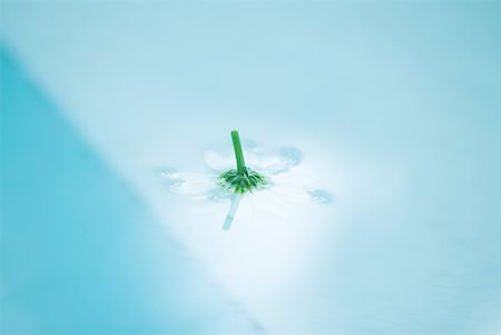 simsearch:614-05955439,k - Daisy floating on surface of water, upside down Stock Photo - Premium Royalty-Free, Code: 633-01573898
