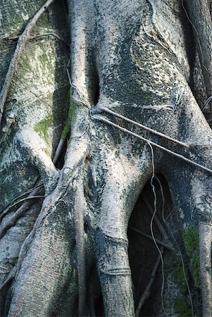 Tree roots, extreme close-up Stock Photo - Premium Royalty-Free, Code: 633-01573929