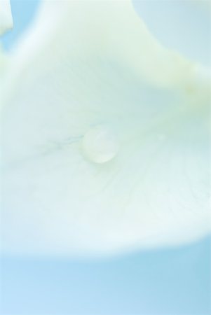 Déposer sur le pétale de fleur, très gros plan Photographie de stock - Premium Libres de Droits, Code: 633-01714554