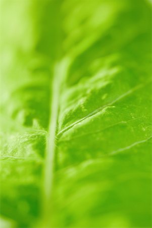 Green leaf, extreme close-up, full frame Stock Photo - Premium Royalty-Free, Code: 633-01837119