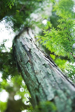 Tree and foliage, low angle view, close-up Stock Photo - Premium Royalty-Free, Code: 633-01992842