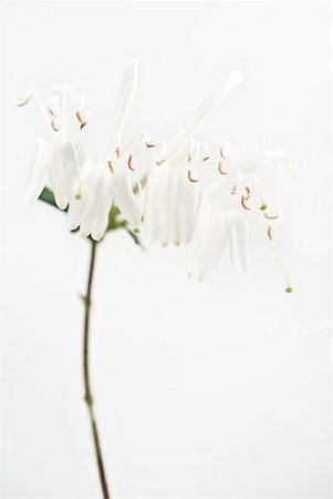 stem (botanical) - Honeysuckle blossoms, close-up Stock Photo - Premium Royalty-Free, Code: 633-01992874