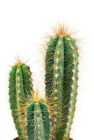 prickly protection - Cactus, close-up Stock Photo - Premium Royalty-Free, Code: 633-02044343