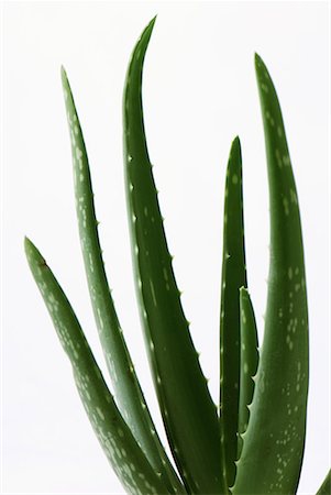 Aloe vera plant Stock Photo - Premium Royalty-Free, Code: 633-02044431