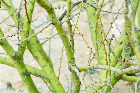 prickly protection - Thorny rose bush stems Stock Photo - Premium Royalty-Free, Code: 633-02065746