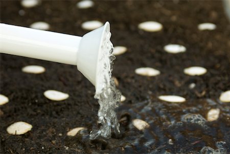 seed growing pic - Watering newly planted seeds Stock Photo - Premium Royalty-Free, Code: 633-02231747